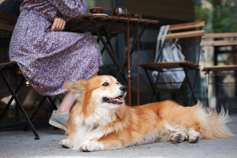 Woman with a corgi at a cafe table