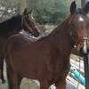 Guided horseback trail ride at Western Pleasure Riding Stables near Santa Rosa Beach, Florida