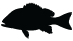 Grayton Seafood Co. logo featuring a black fish design