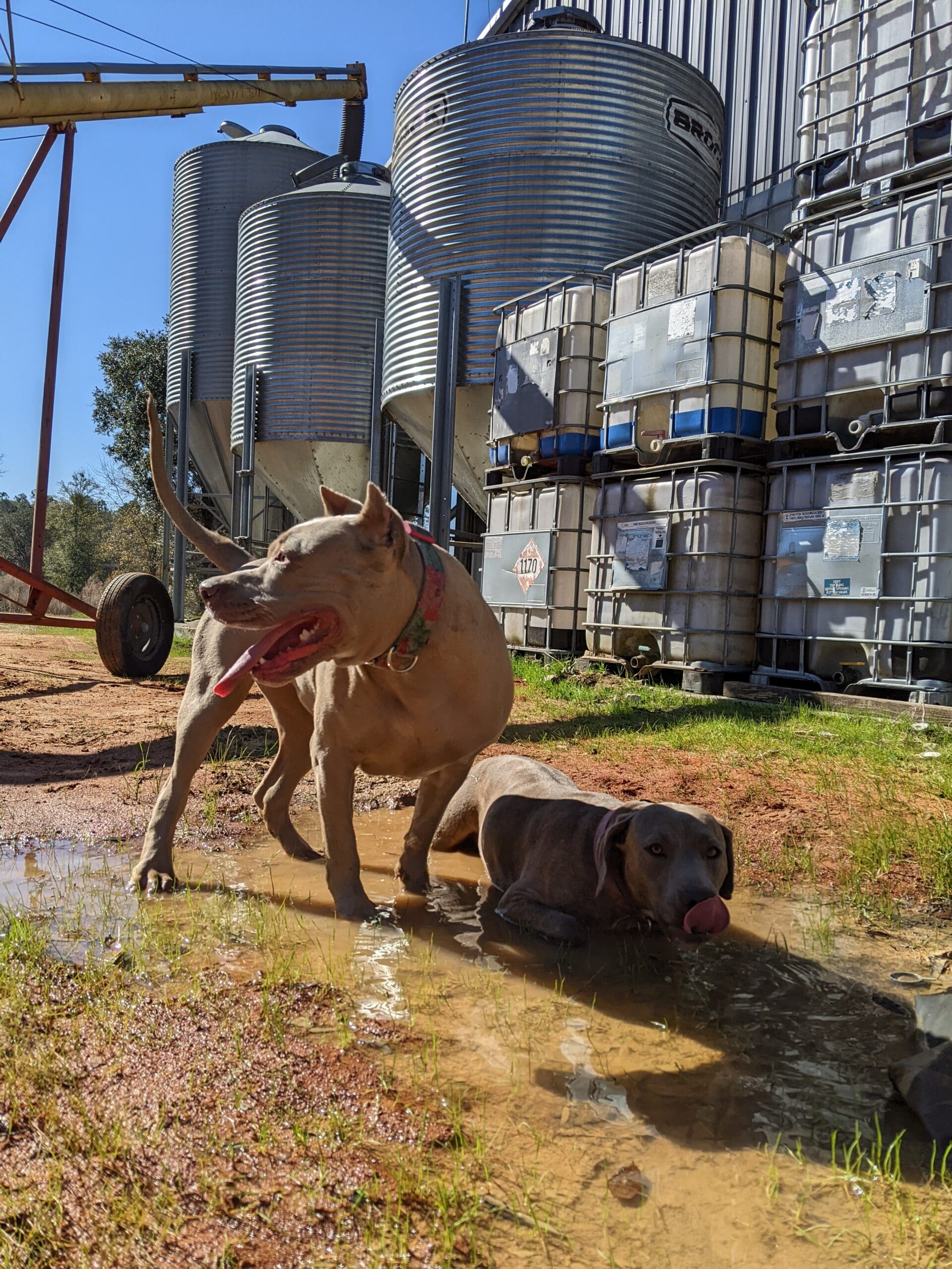 Dogs playing on the grounds of Timber Creek Distillery's 240 acre family farm in Crestview, Florida