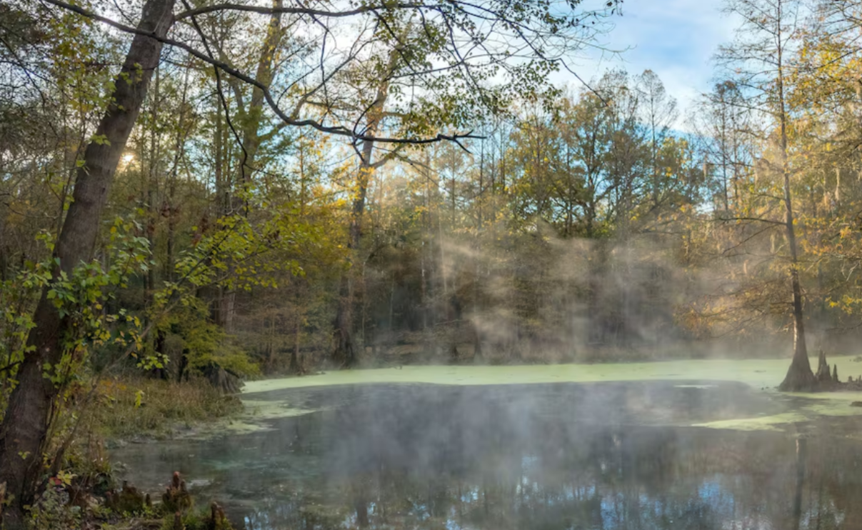 Misty wooded creek near Bonifay