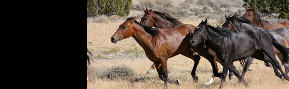 Horses at Western Pleasure Riding Stables in Santa Rosa Beach, Florida