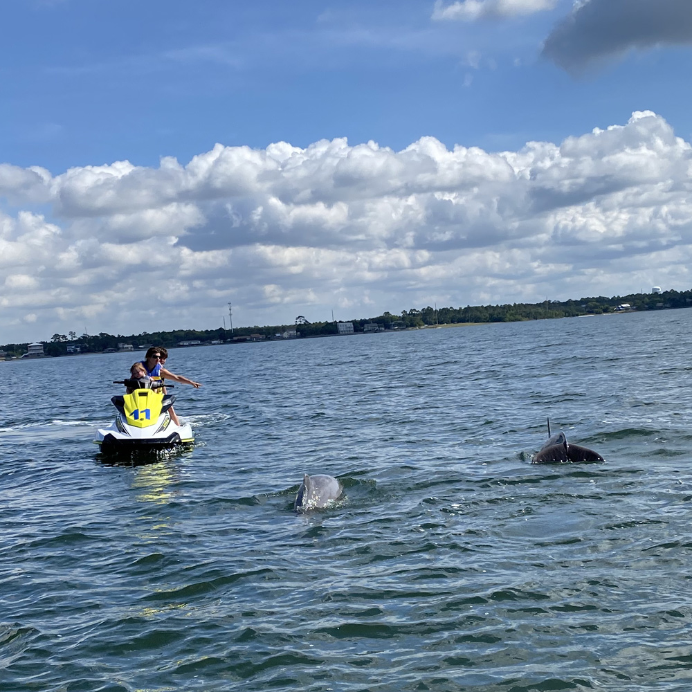 Guided waverunner dolphin excursion departing from Navarre Family Watersports