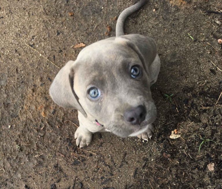 Blue-eyed puppy looking up at the camera