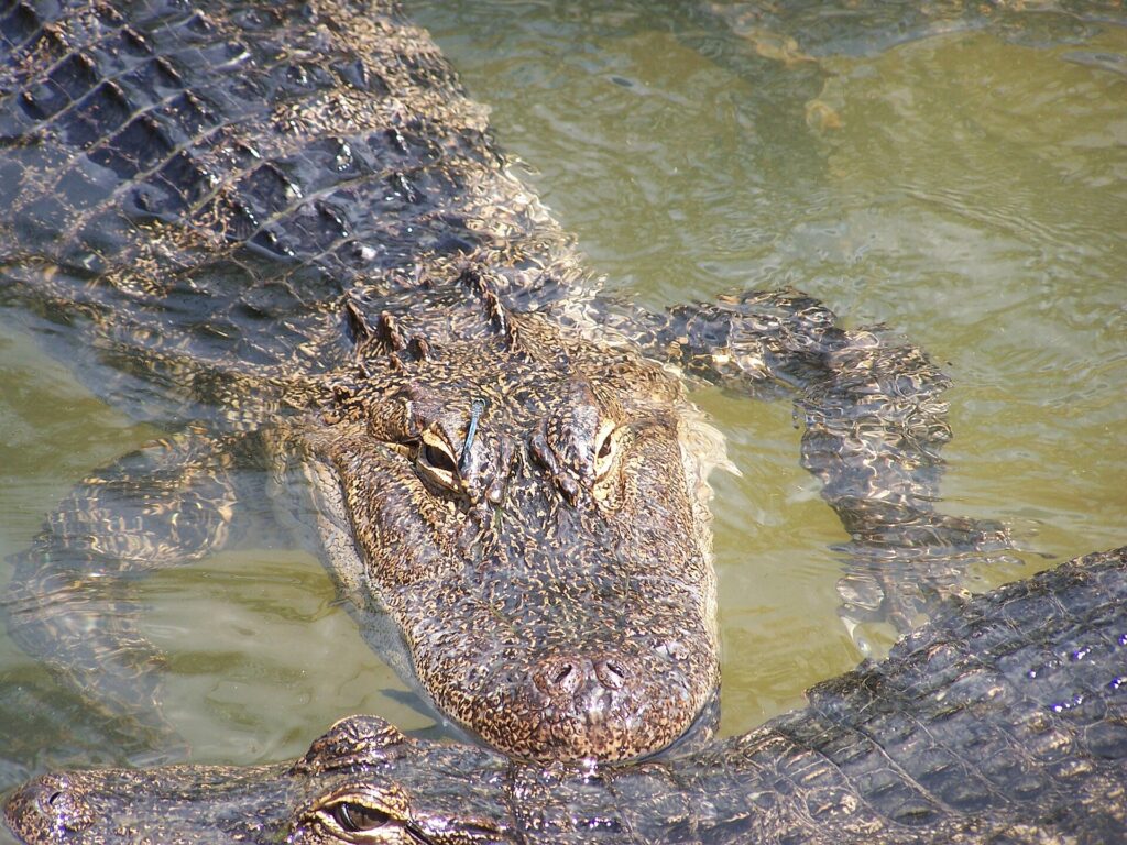 American alligator resting in the water at Gulf Breeze Zoo
