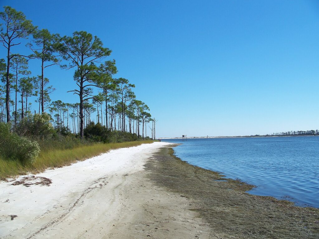 Sandy shoreline and pines along East Beach at Big Lagoon State Park near Pensacola