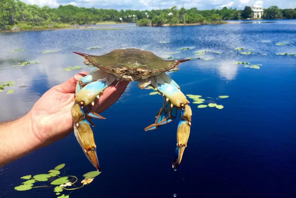 30A Blue Crab Festival