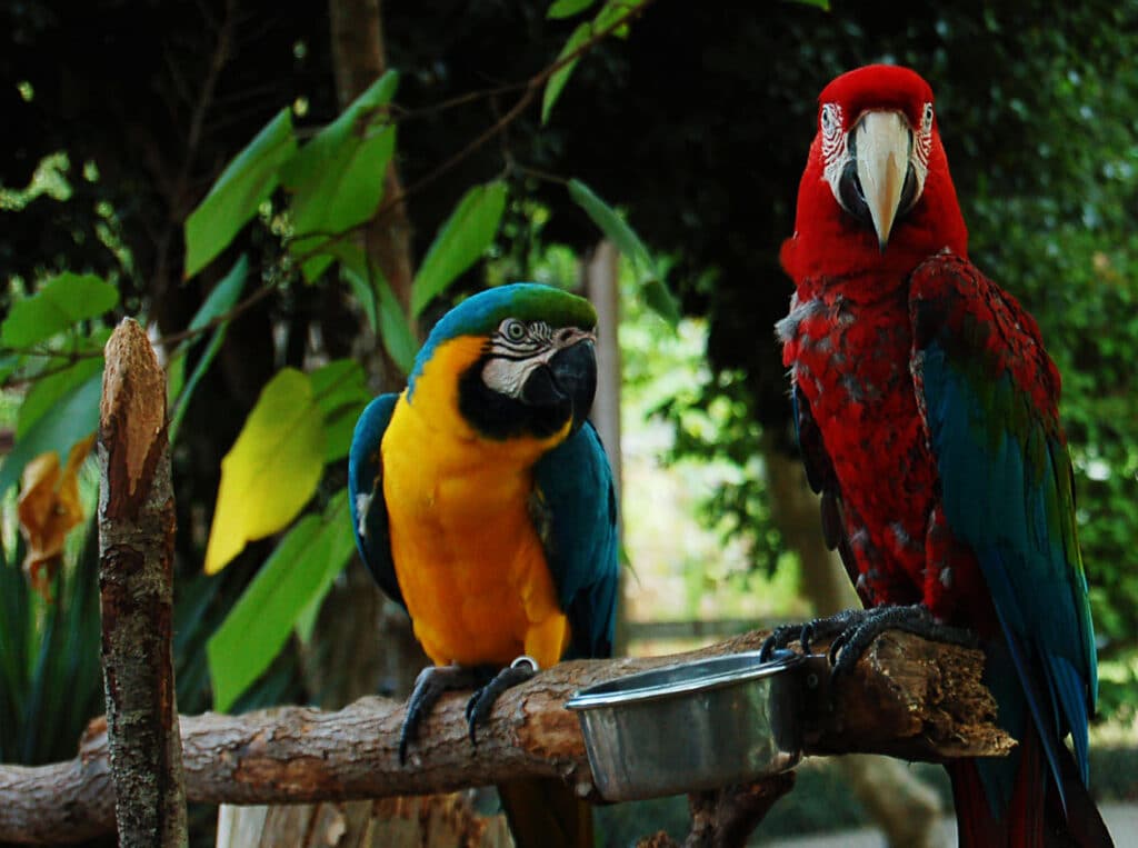 Blue-and-gold macaw perched beside a red macaw at Gulf Breeze Zoo