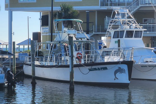 Chase-N-Fins Dolphin Cruise