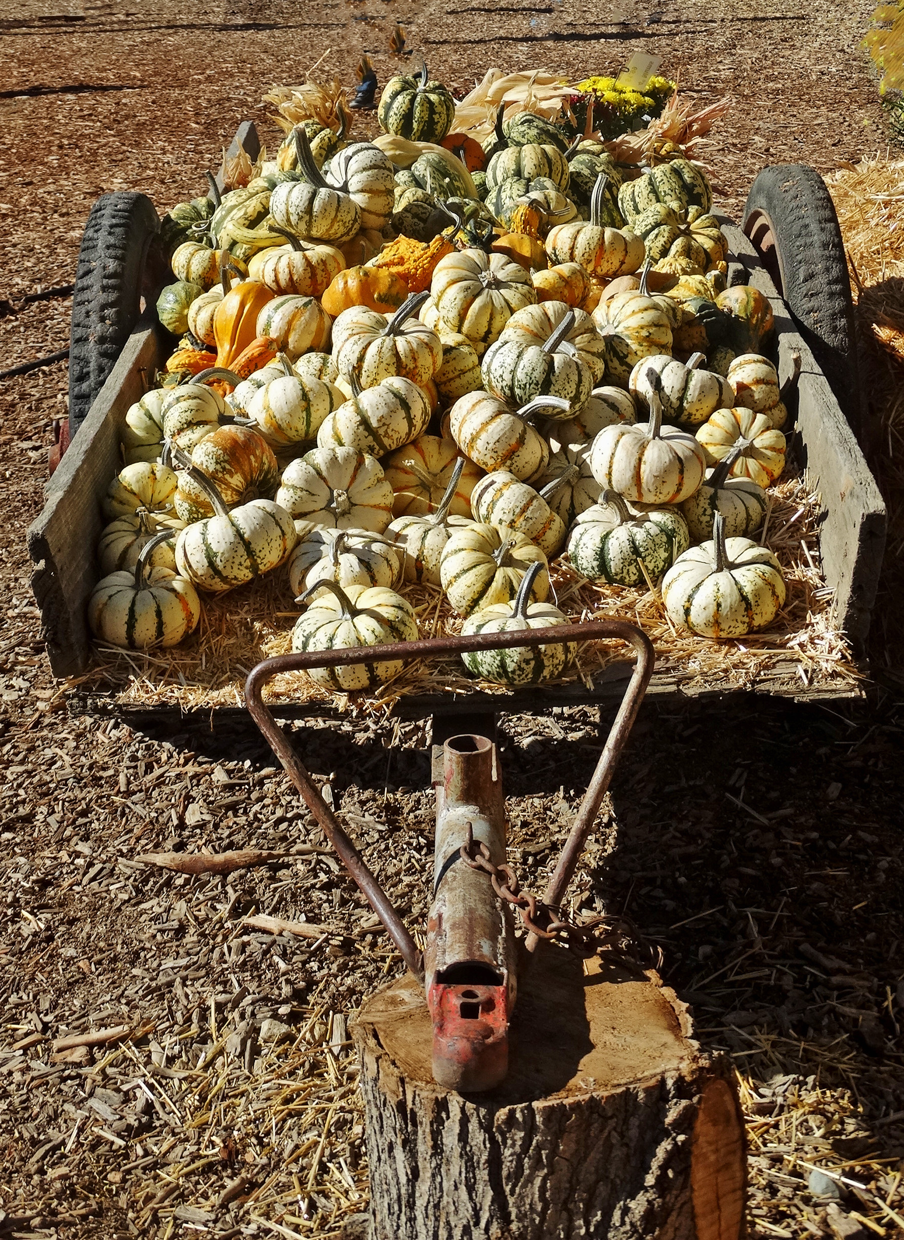 Pumpkins, Popcorn and Minions - pumpkins