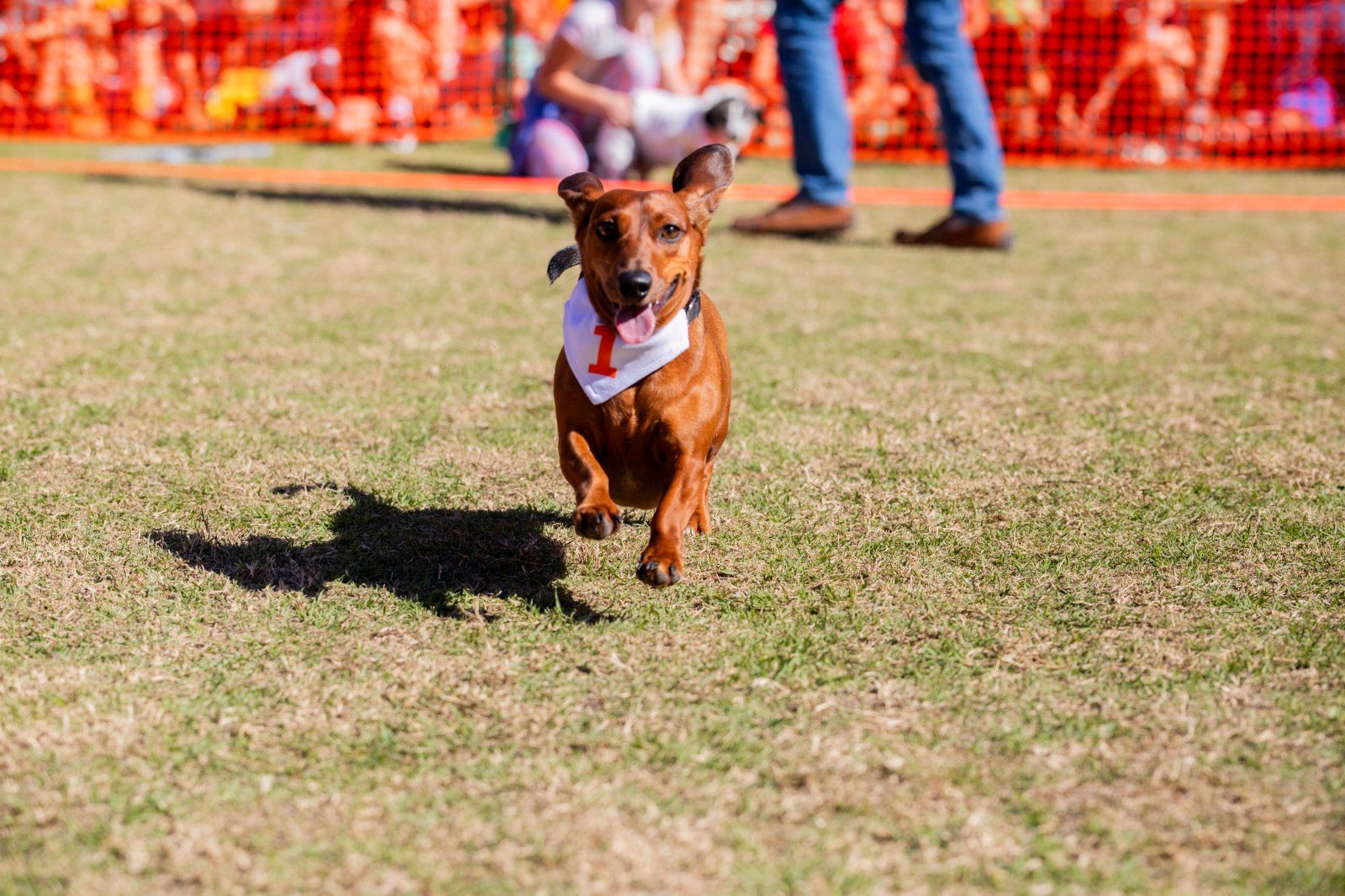 Seaside Halloweener Derby and Dog Costume Contest